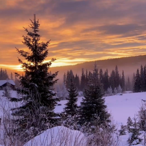 Martin Gerup Interactions - Føl